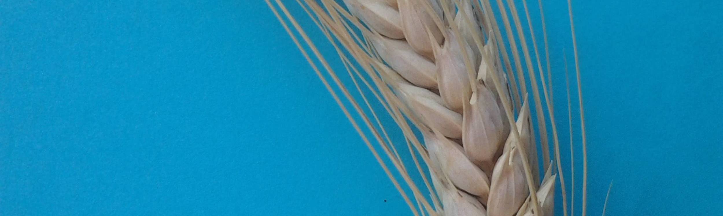 Cereali > Frumento duro - Obelix